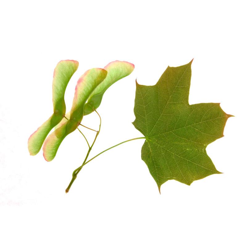 Erable champêtre – macérât de bourgeons bio